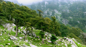 Himachal honeymoon packages